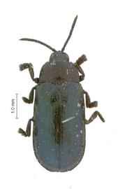   Callispa (Callispella)  habitus .  